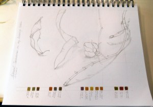 specimensDraftingTbl