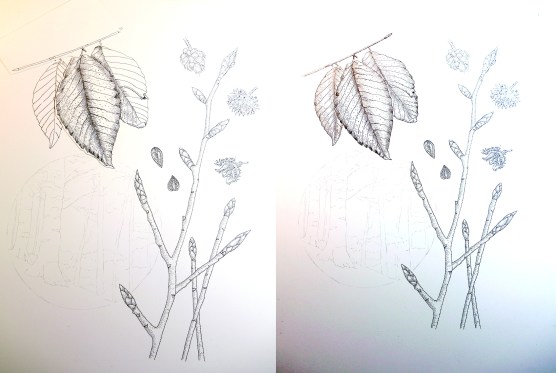 PhippsFlora2PenInProg